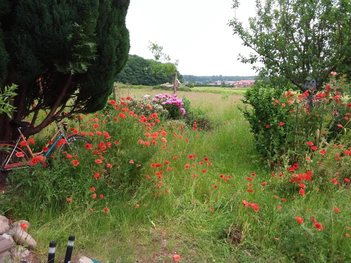 Haus Rosengarten- Ruhige Ferienwohnungen Im Gruenen Sehlen Exteriör bild