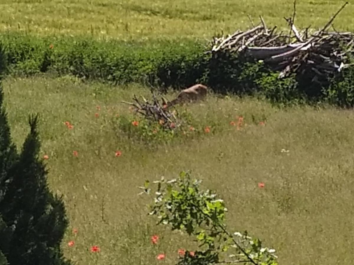 Haus Rosengarten- Ruhige Ferienwohnungen Im Gruenen Sehlen Exteriör bild